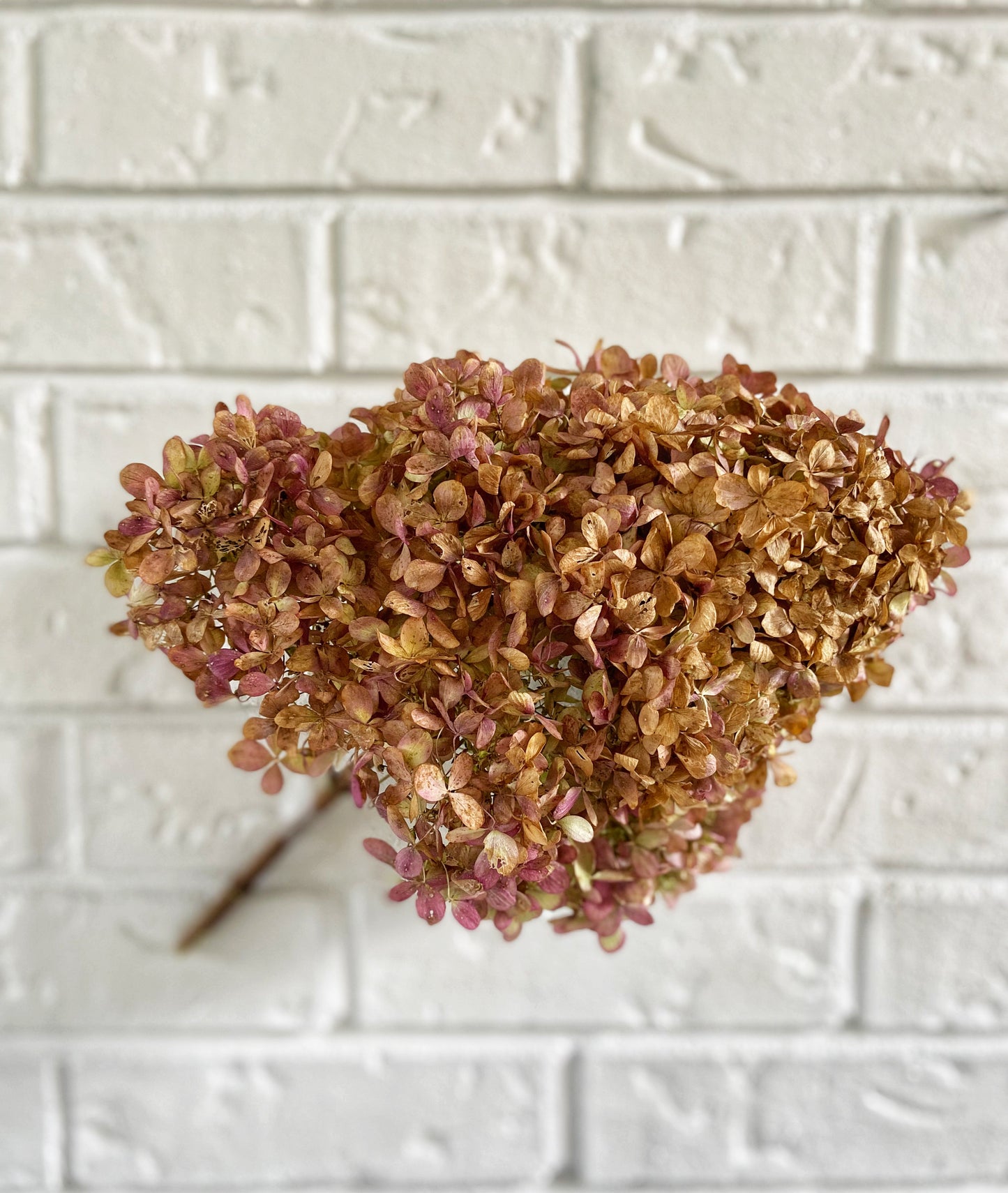 Dried Hydrangea Bouquet